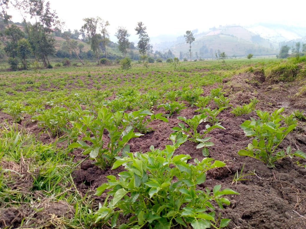 Ibirayi mu gishanga cya Bitenga muri Rutsiro, nyuma yo gutunganywa ubu gihingwamo mu mvura no mu zuba