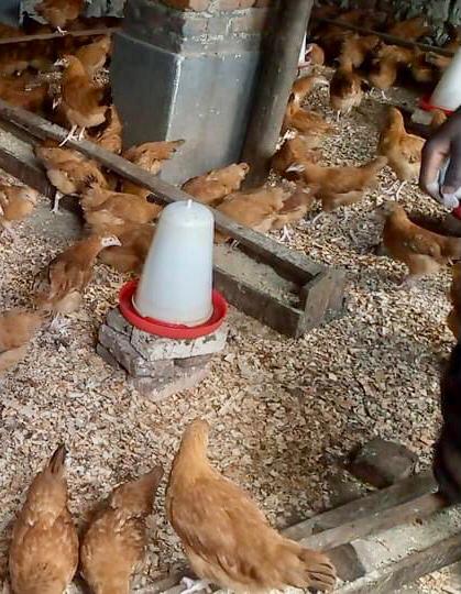 Kubona ibiryo by'amatungo hafi biracyababera imbogamizi