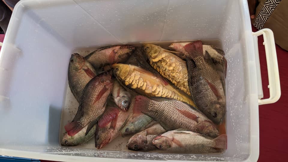 Ibiryo by'amafi birabahenda cyane bitewe n'uko biba byaturutse kure