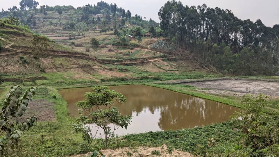 Koperative yitwa Isugi, ikorera ubworozi bw'amafi mu byuzi byo muri kareremba 