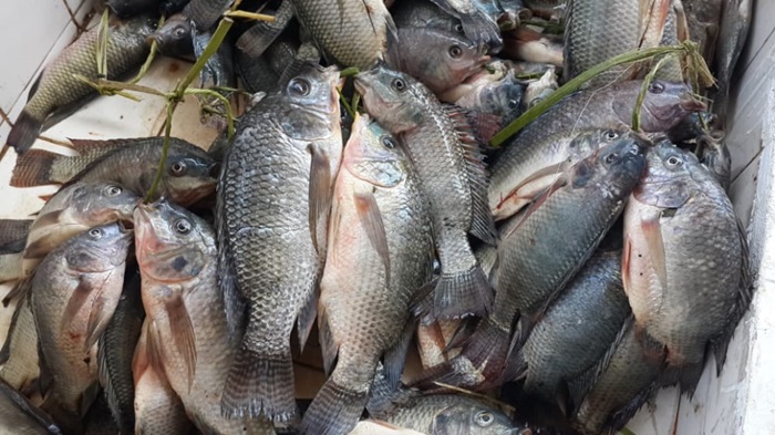 Amafi yorowe akanarobwa kinyamwuga ubuziranenge bwayo buba bwizewe