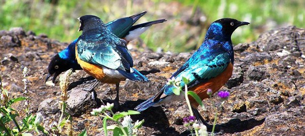 Habamo n'inyoni zifite amabara adasanzwe