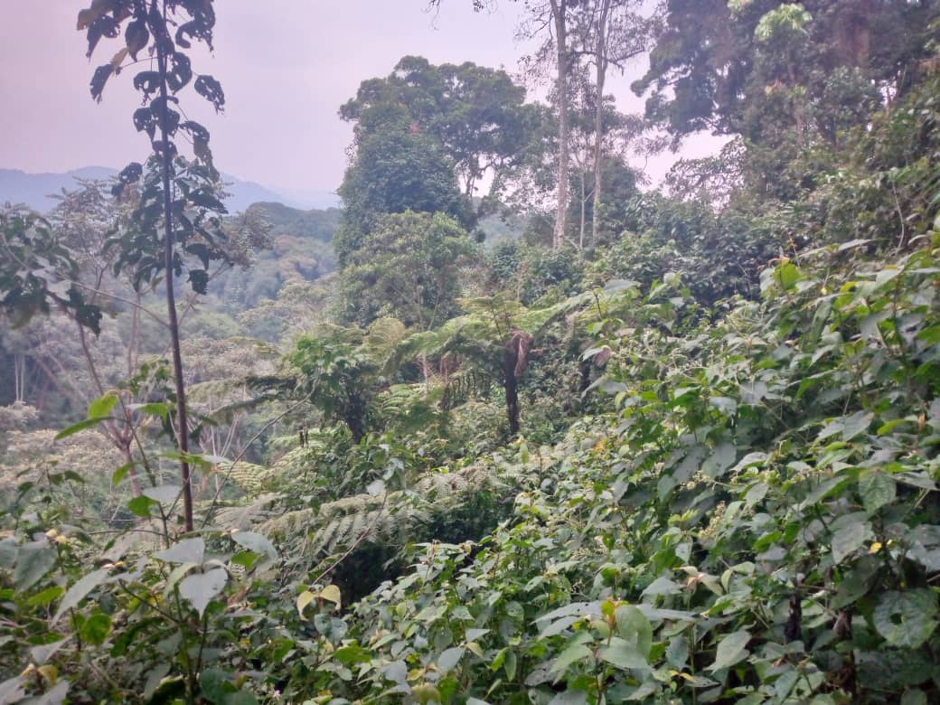 Ibyatsi bimeze nk'umukindo ubona imbere ni byo mushigishigi