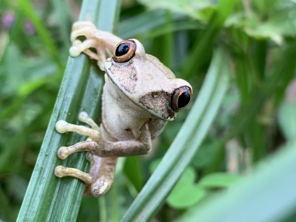 Mu gishanga cya Rigezi habonetse amoko arenga 14 y'Imitibu