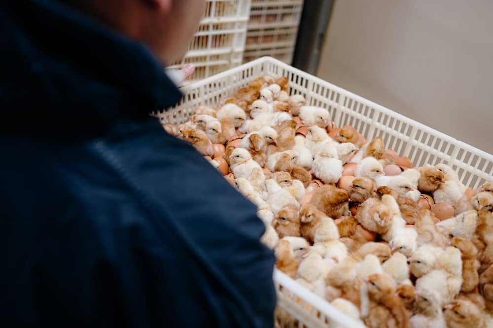 Geldof amaze imyaka 10 yohereza mu Rwanda imishwi yaturagiwe mu Bubiligi