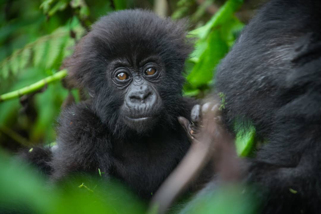 Ibirori byo Kwita Izina abana b