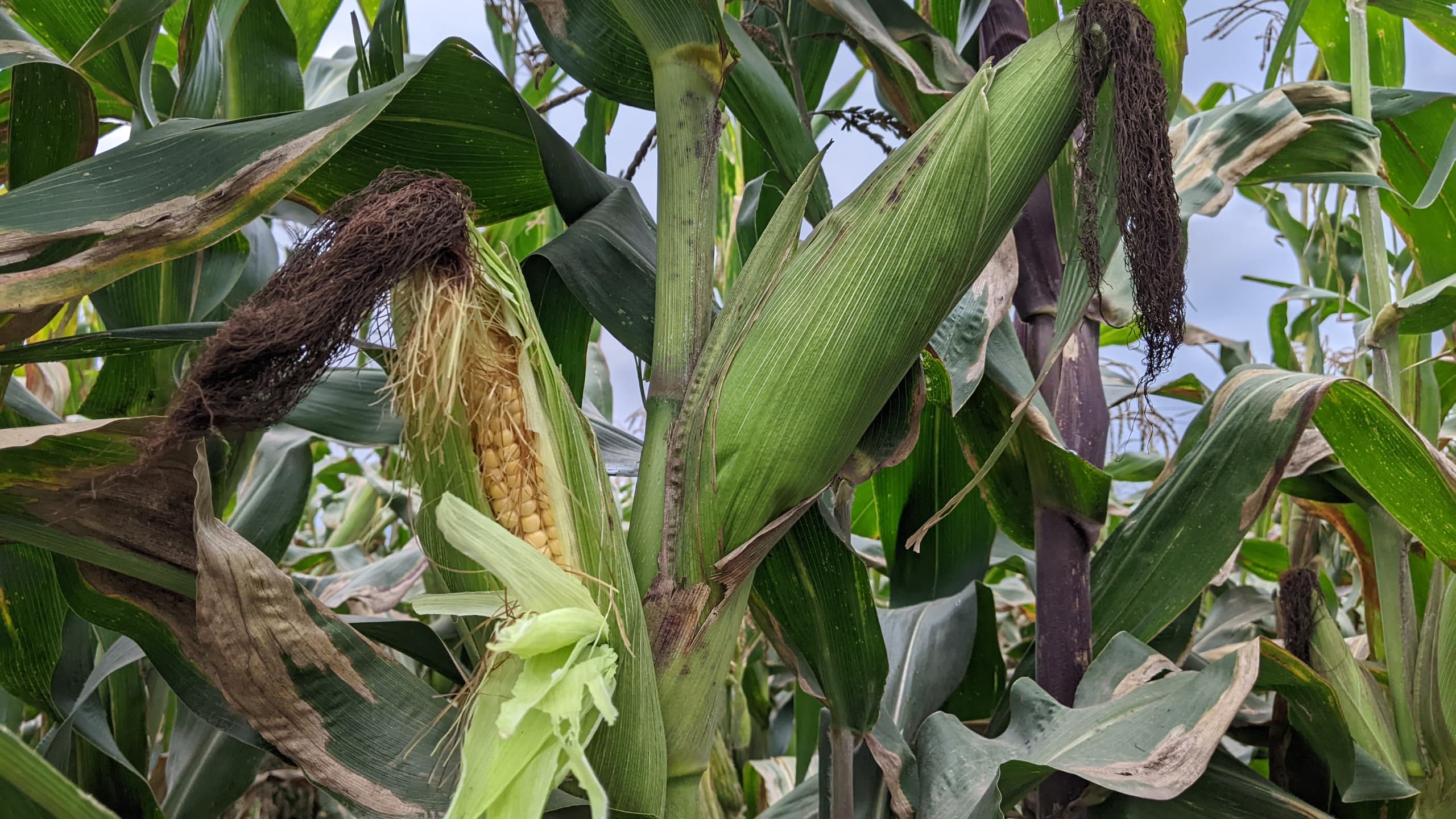 Amashuri agirwa inama yoguhinga ibigori byuje intungamubiri