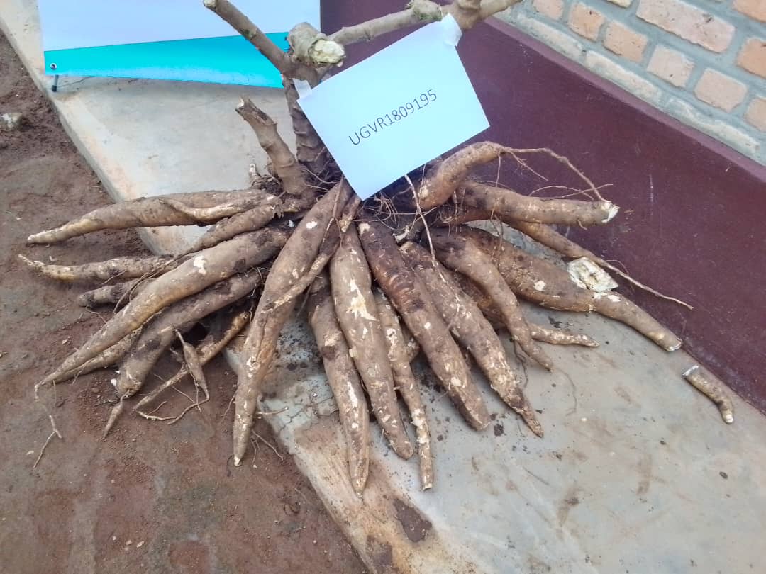 Imbuto nshya y'imyumbati itanga umusaruro utubutse