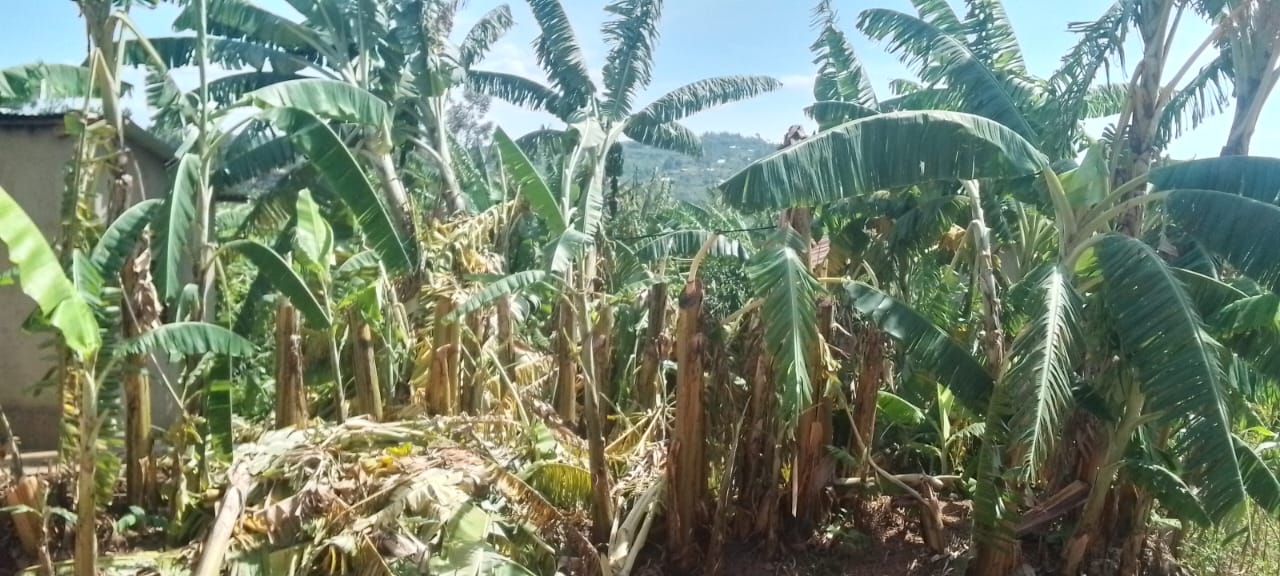 Usibye ibisenge by'inzu byagurutse imyaka irimo urutoki, ibishyimbo, amasaka n'umuceri uhingwa cyane muri aka gace ka Gikonko, na yo yarangiritse