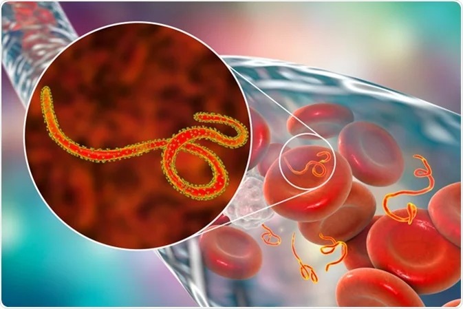 Uko Ebola igaragara mu maraso y