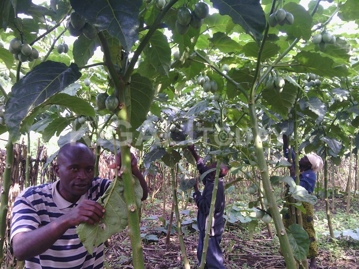 Wibabara Fidele (wambaye umupira w