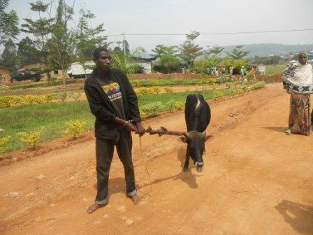 Yafatanywe inka ya nyirasenge agiye kuyigurisha.