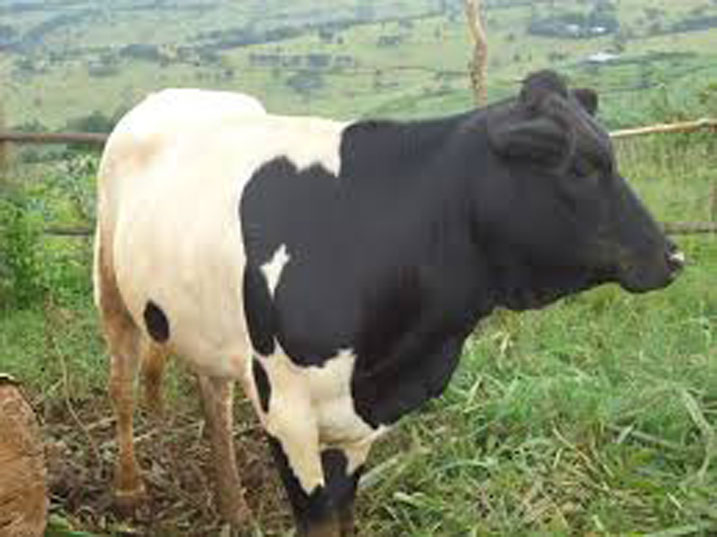 Yagiye kwiba inka bamufashe ngo ahimba ko yari yayobye iwe kubera ubusinzi.