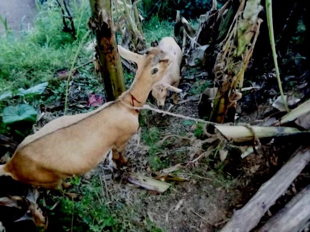 Havugarurema yatemye n'ihene eshatu bari boroye