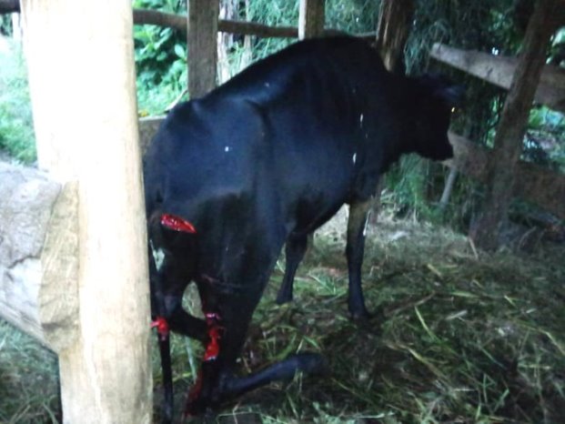 Bamwangiye gucyura umugore, umujinya awutura inka bari boroye