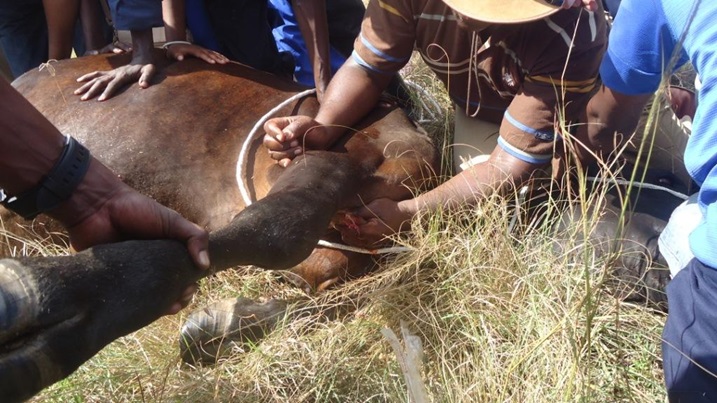 Hari inka zahiswe zivurwa. Iyi yavuwe ikibyimba.