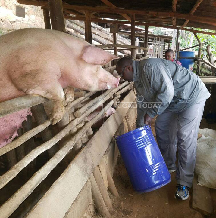 Yemeye kureka akazi ka Leta yita ku bworozi bw'ingurube