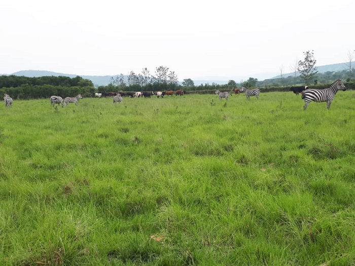 Yifuza ko ababishinzwe bazisubiza muri pariki