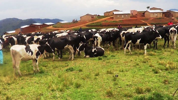 Zimwe mu nka zigize icyiciro cya kabiri cy'aborojwe i Muyebe.