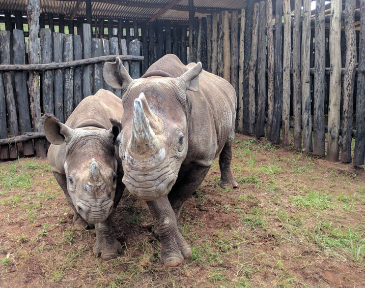 Zimwe mu Nkura umunani zagejejwe mu Rwanda.