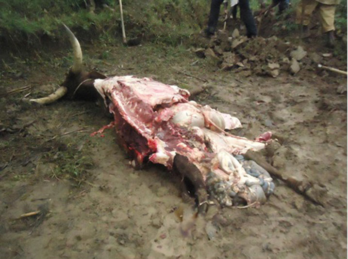 Inka zimwe zaribwaga zikabagwa bagatwara inyama.