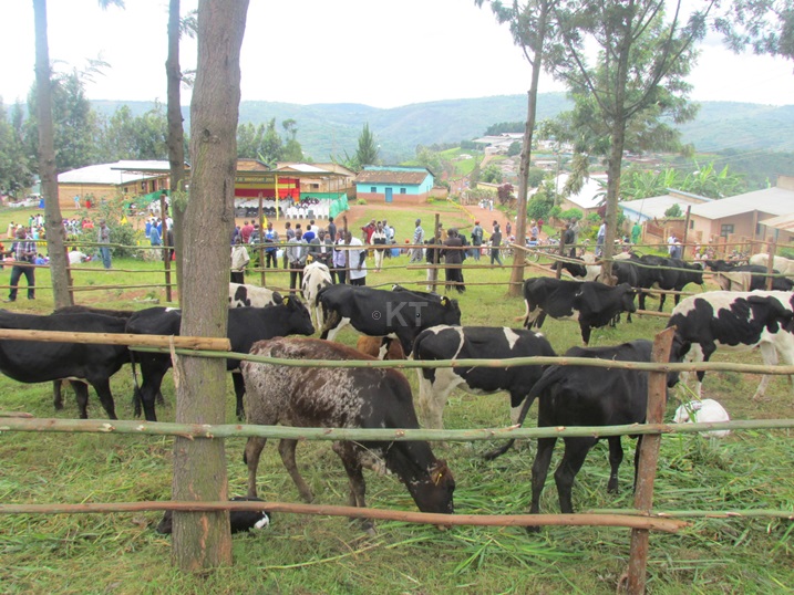 Zimwe mu nka 50 zagabiwe abaturage 50.