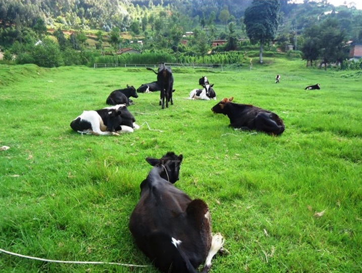 Zimwe mu nka zaherewe abaturage mu kibuga i Jomba.