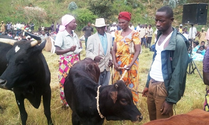 Zimwe mu nka zitangwa muri gahunda ya Girinka zihabwa abatishoboye.