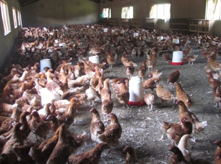 Zimwe mu nkoko yoroye.