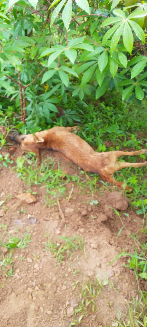 Zimwe muri izo mbwa zishe amatungo zamaze kwicwa