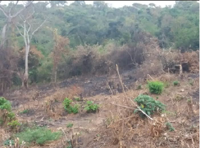 Harashakwa uko abahinga mu ishyamba kimeza rya Kibirizi barikurwamo