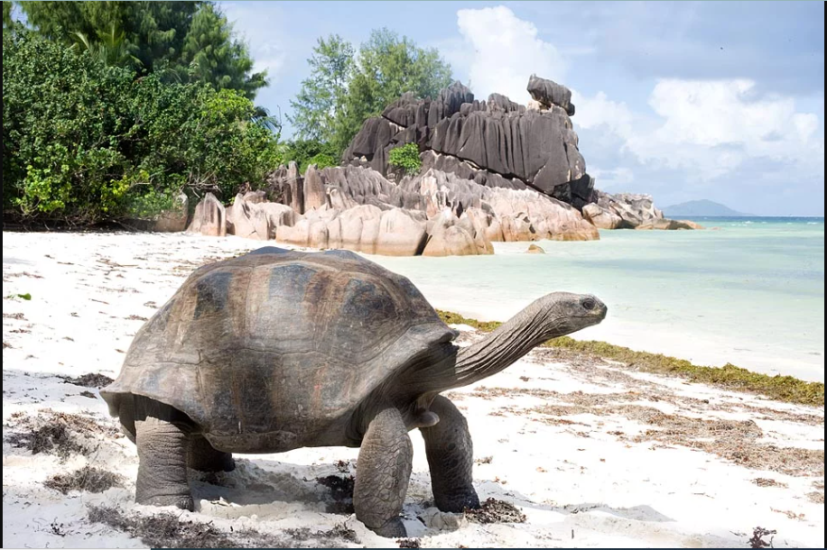 Akanyamasyo ka Seychelles gashobora kubaho imyaka magana abiri