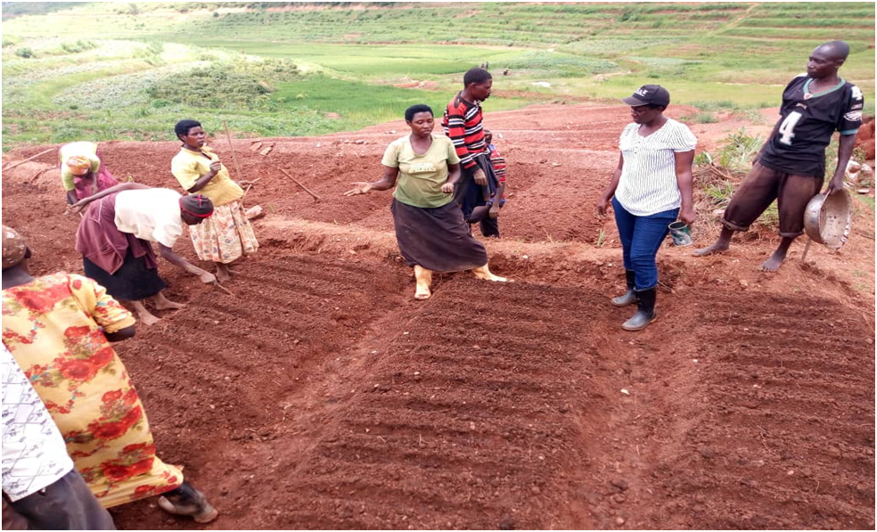 Babifashijwemo na HoReCo, abahinzi bagiye bigishwa guhinga mu buryo butanga umusaruro uhagije