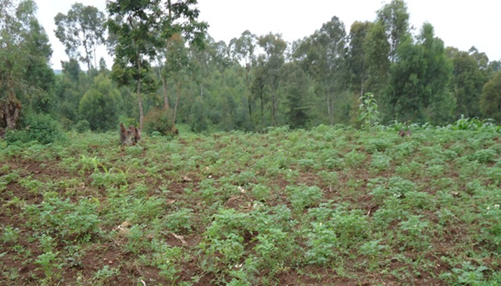Gusaranganya amasambu bibafasha gutezanya imbere (Photo archives)