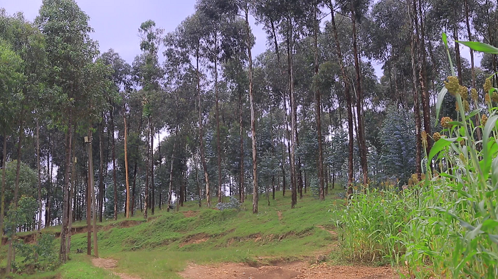 Aka gashyamba kari ku gasongero k'umusozi witwa Ndabirambiwe gakunze kwifashishwa n'abawusengeraho