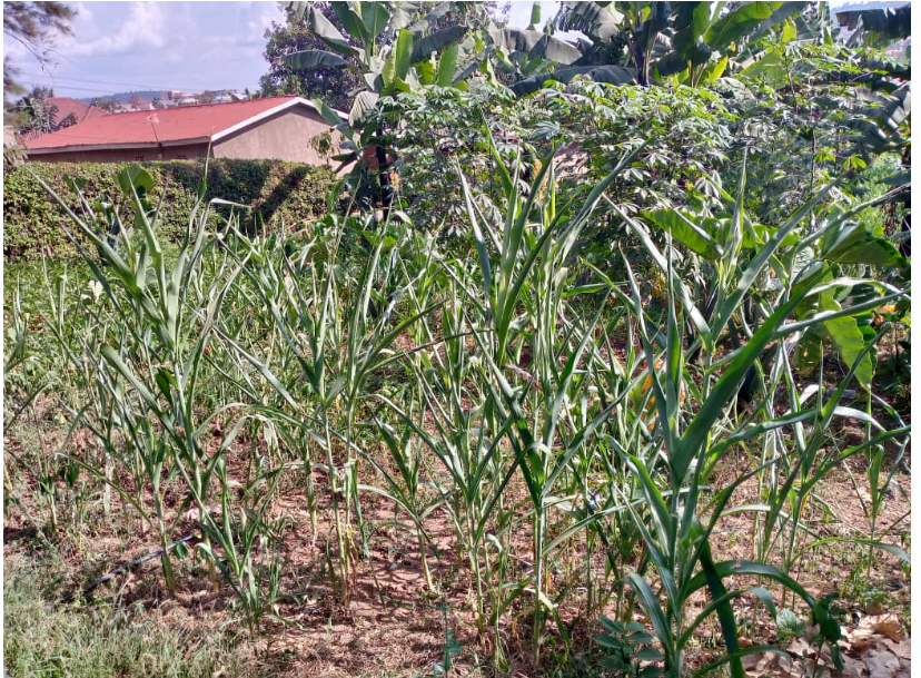 Hari aho imyaka yatangiye kuma kubera izuba ryigaragaje mu gice cya kabiri cya Werurwe 2024