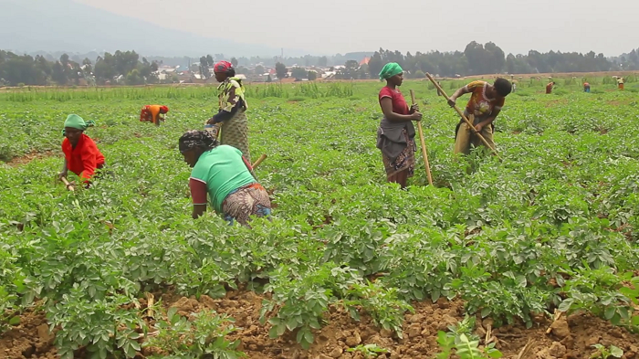 Abahinzi mu mirimo yo kwita ku bihingwa ngo bizabahe umusaruro ufatika