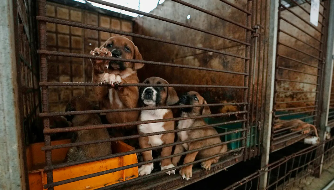 Basabwe korora imbwa zitanga inyama