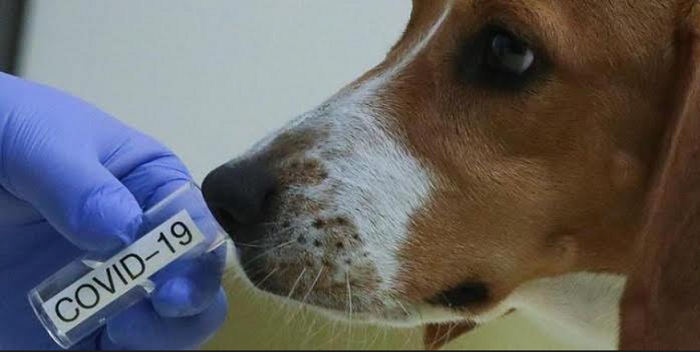 U Rwanda rugiye kwifashisha imbwa mu gupima Covid-19