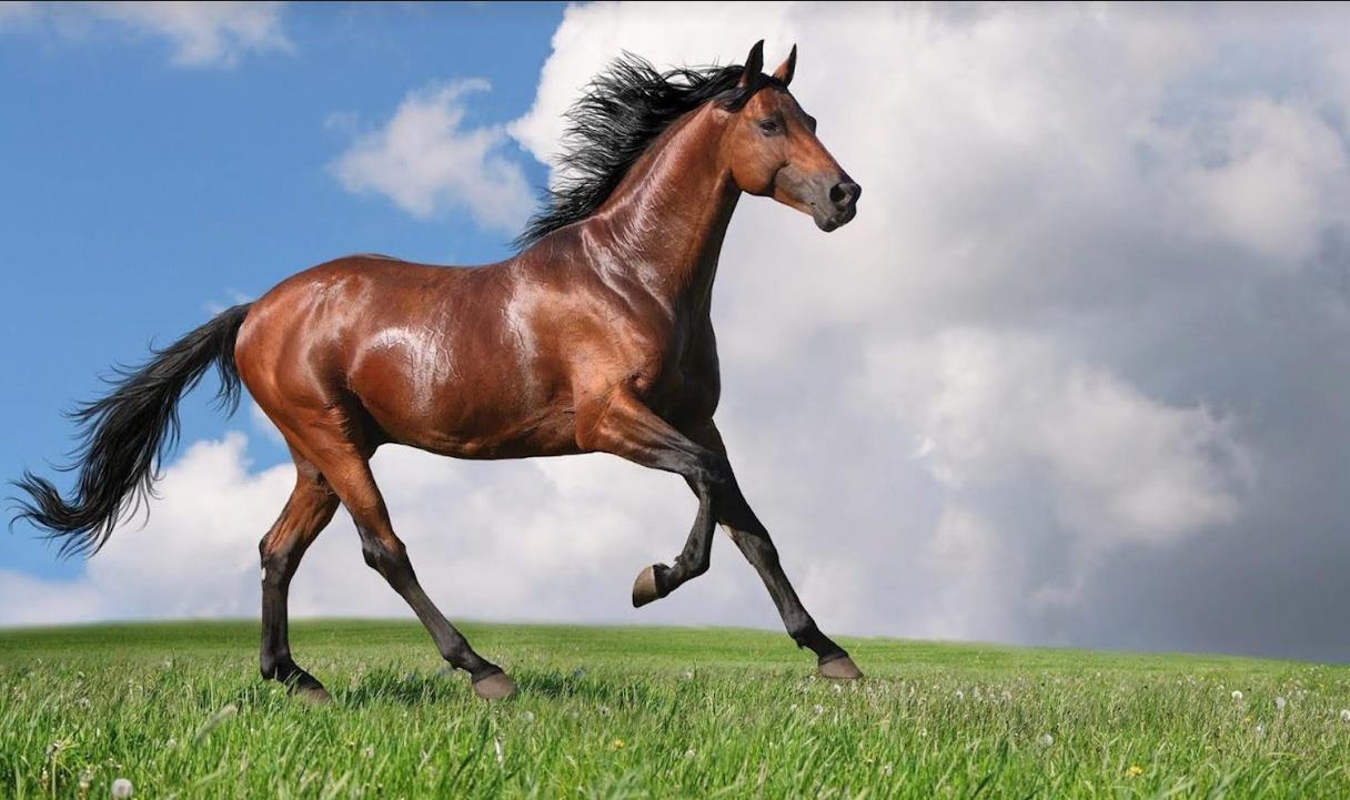 Yafashwe yibye ifarasi agerageza kujya kuyihisha muri etaje 