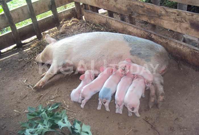 Mu Rwanda hagiye gutangizwa ubwishingizi bw'ingurube