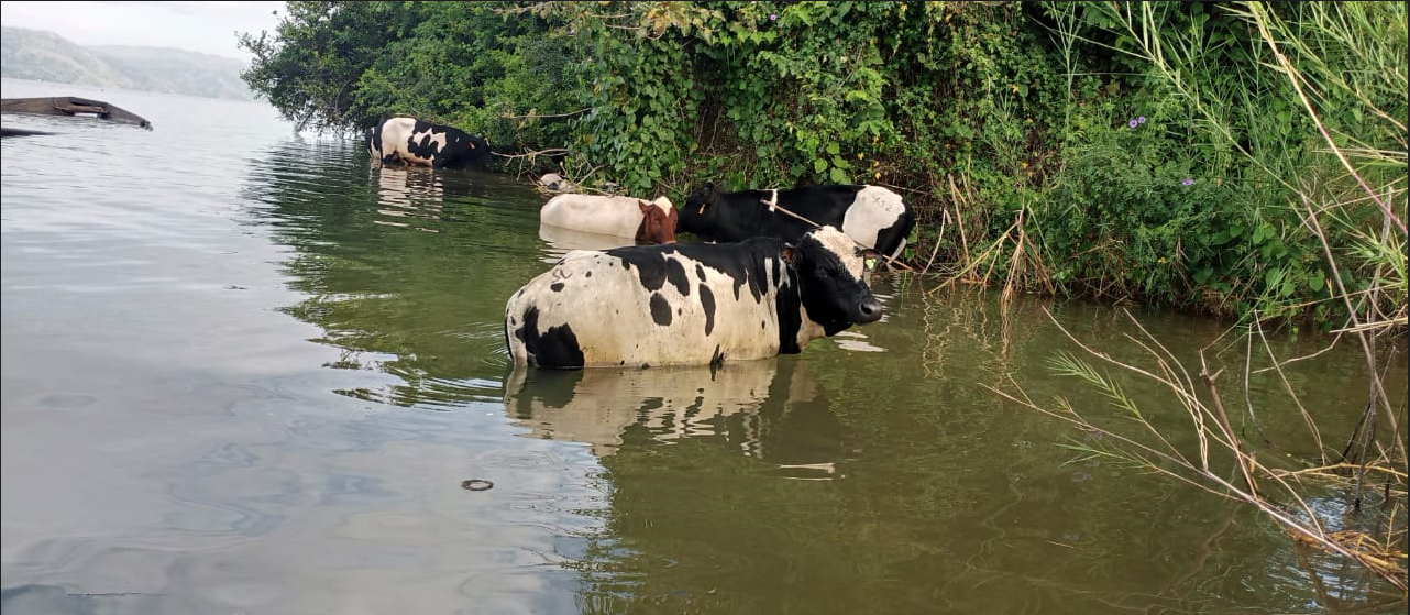 Inka zimwe zarokotse