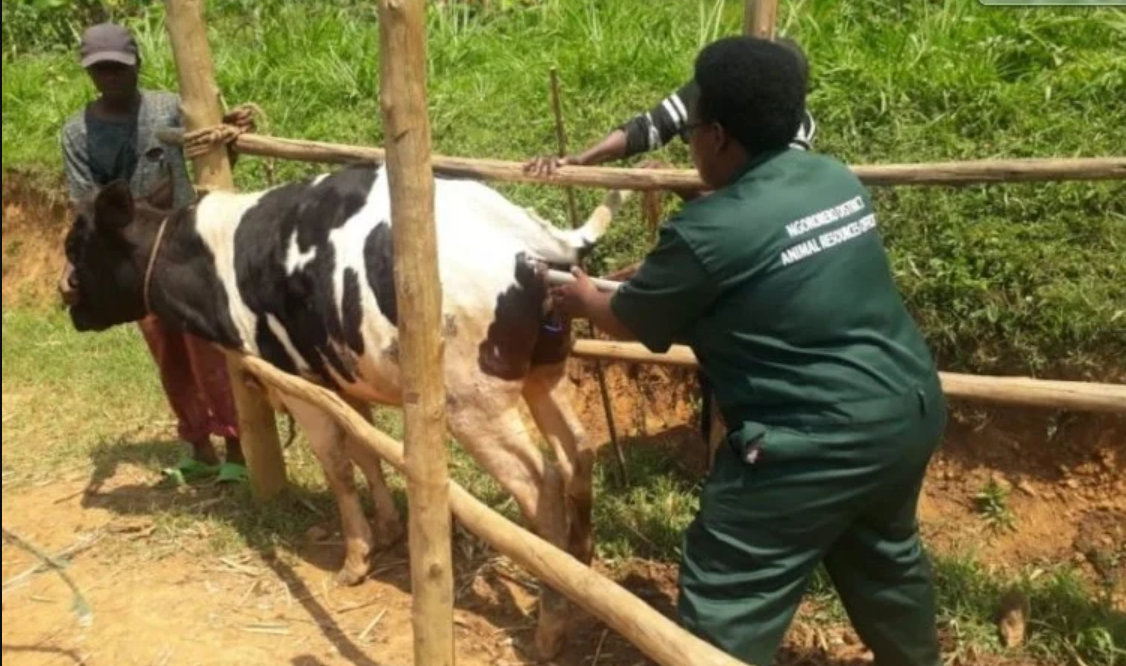 Aborozi barifuza kwemererwa kwitumiriza intanga kuko hari ubwo batazibonera igihe