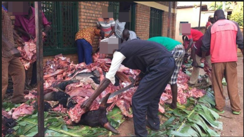 Amatungo yibwa abagirwa ahantu hatabugenewe