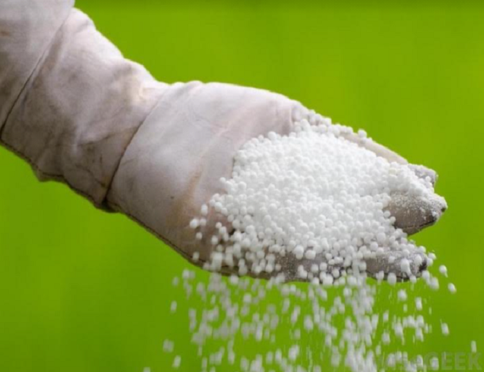 Ifumbire ya Ire ishyirwa ku bigori bigeze mu gihe cyo kubagarwa