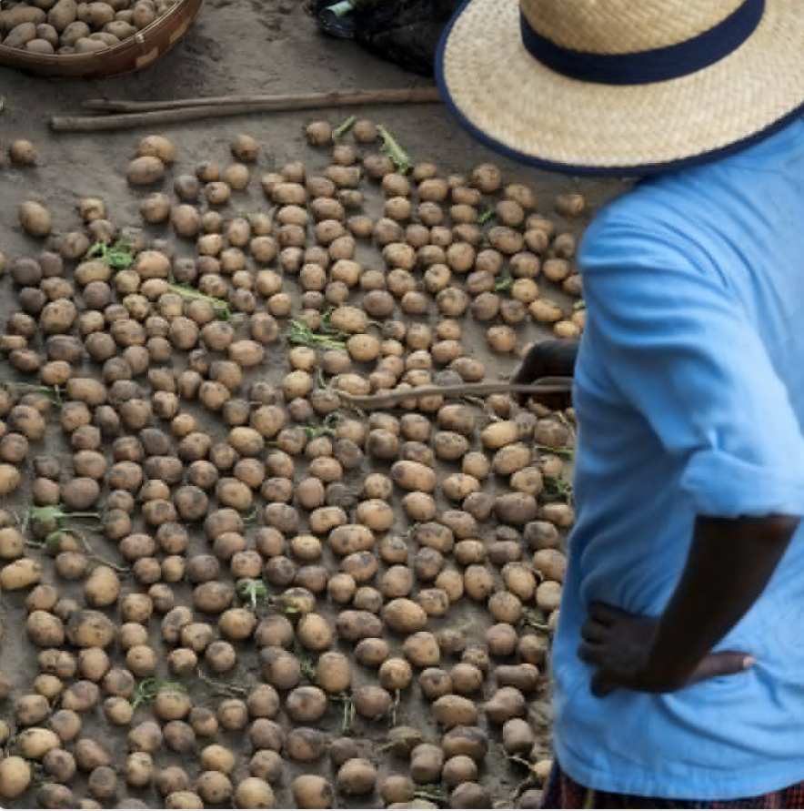 Ibirayi bya kimeza muri Nyagatare ni amafaranga 200 ku kiro