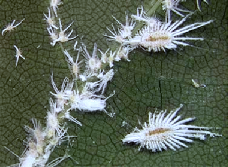 Ni udusimba tugira amaguru menshi akikije igihimba