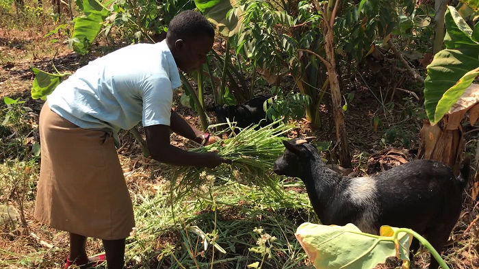 Uyu mwana yarizigamiye agera aho yigurira ihene